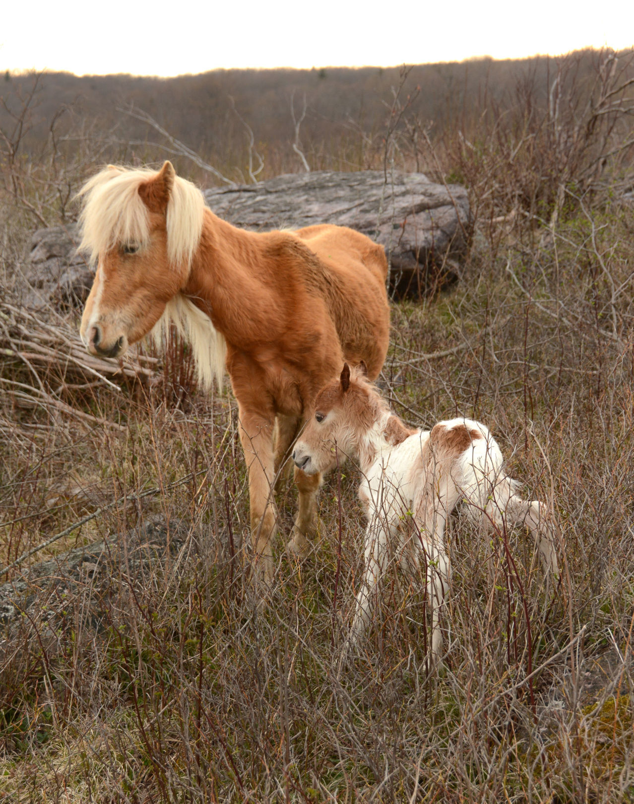 Mount Rogers National Recreation Area